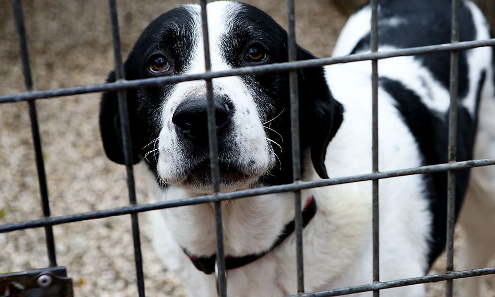 Abgabeanfragen haben sich bei Hunden verdreifacht